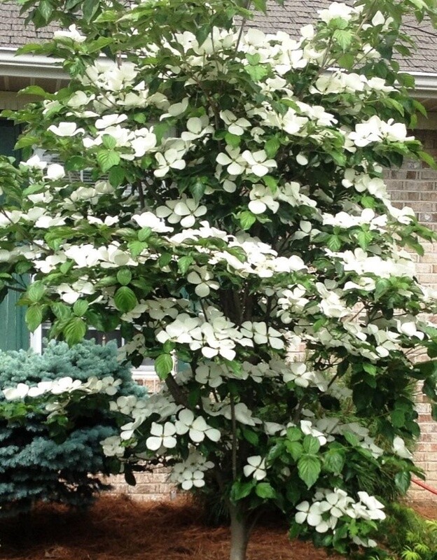 Dogwood Kousa Venus 3 gal