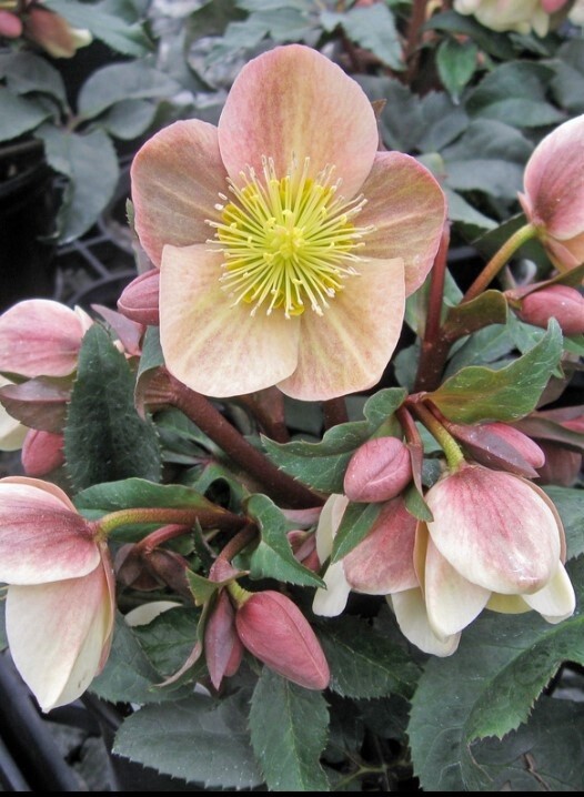 Hellebore Camelot 1 gal