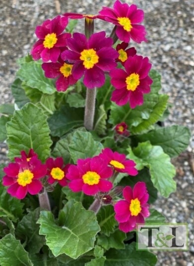 Primrose Oakleaf Magenta QT