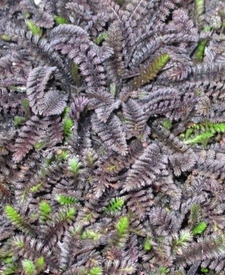 Platts Black Brass Buttons 4&quot;