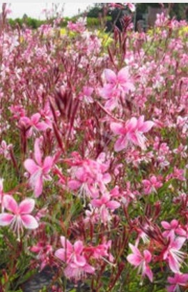 Gaura Siskiyou Pink QT