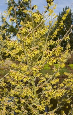 Witch Hazel Arnolds Promise 5 gal