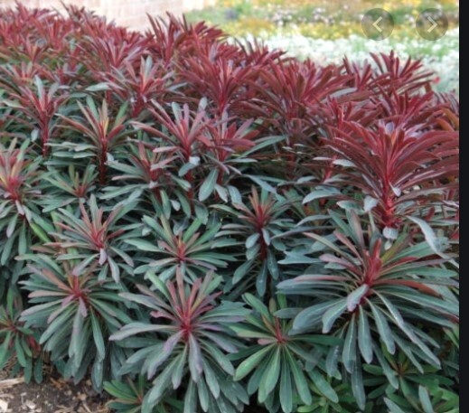Euphorbia Miners Merlot 1 gal