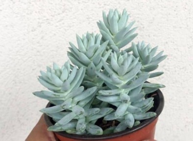 Sedum Blue Burrito 2&quot;