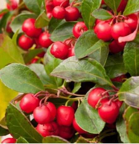 Wintergreen Cherry berries QT