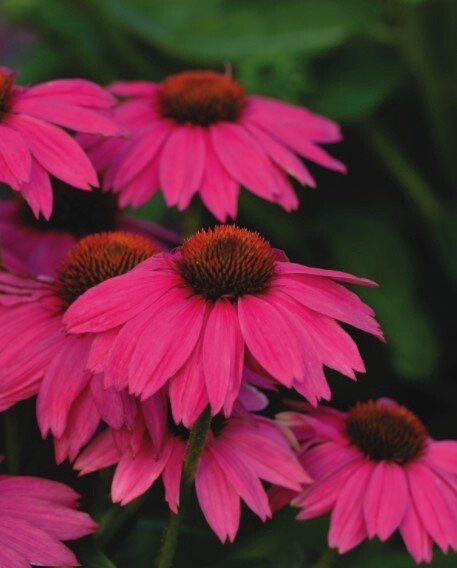 Echinacea Pow Wow Berry QT