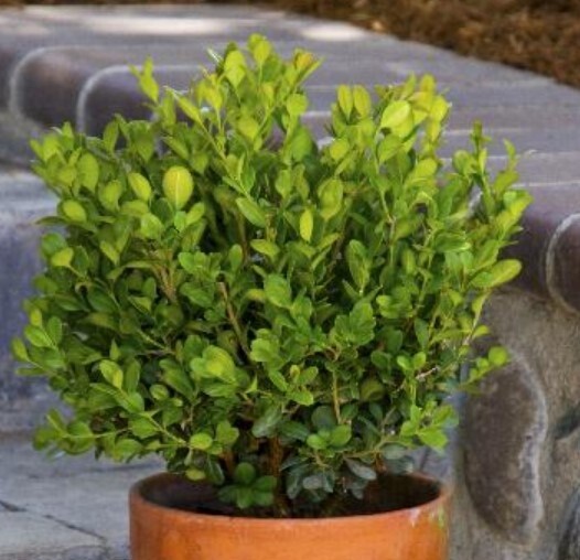 Boxwood Dwf English 1 gal