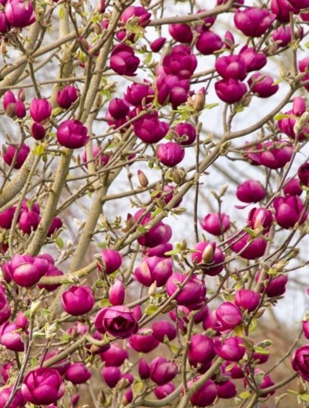 Magnolia Black Tulip 5 gal