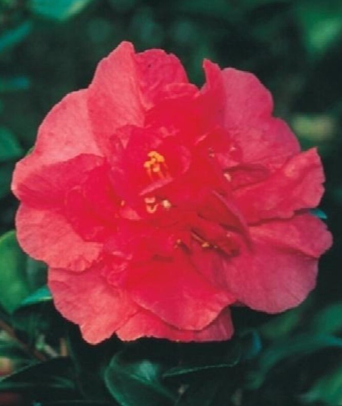 Camellia Bonanza 5 gal
