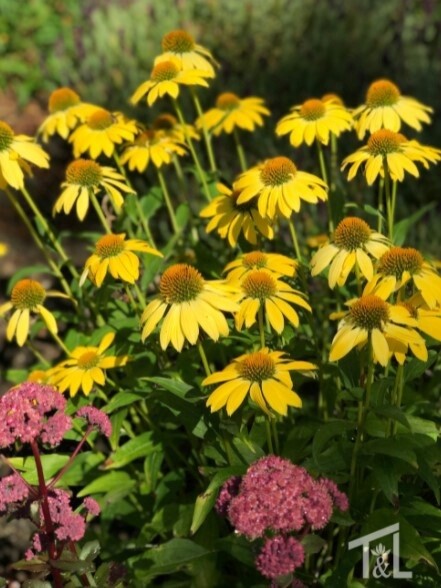 Echinacea Sombrero Yellow 1 gal