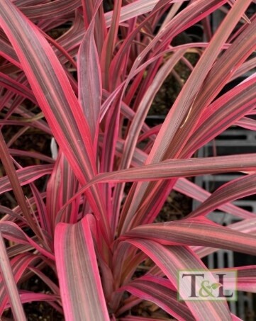 Cordyline Salsa 1 gal