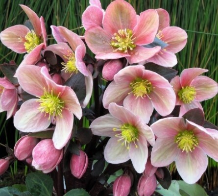 Hellebore Pink Frost 2 gal