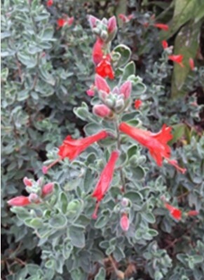 California Fuchsia Mattole 1 gal