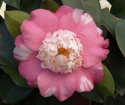 Camellia Chandleri Varieg 5 gal