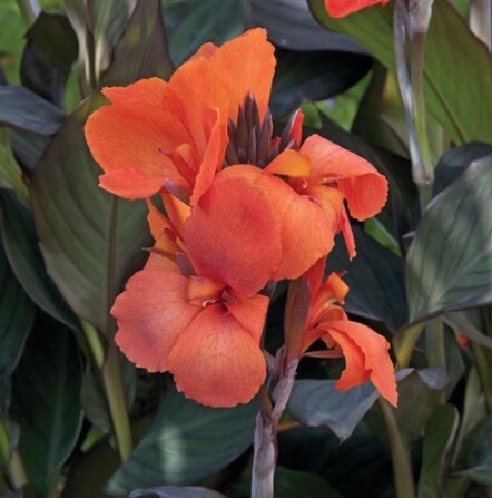 Canna Bronze Orange 1 gal