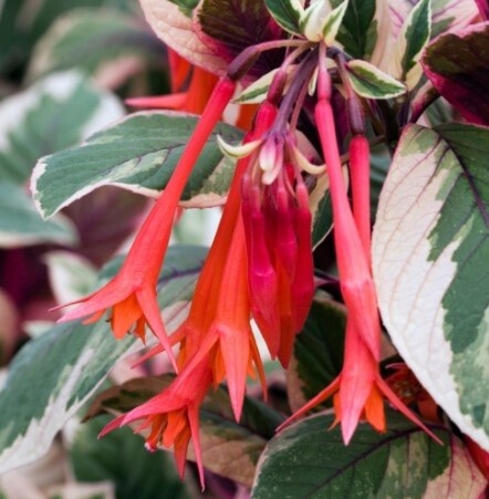 Fuchsia Firecracker 1 gal