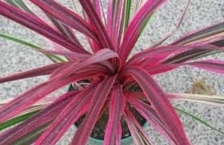Cordyline Can Can 1 gal