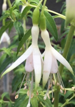 Fuchsia Hawkshead 1 gal