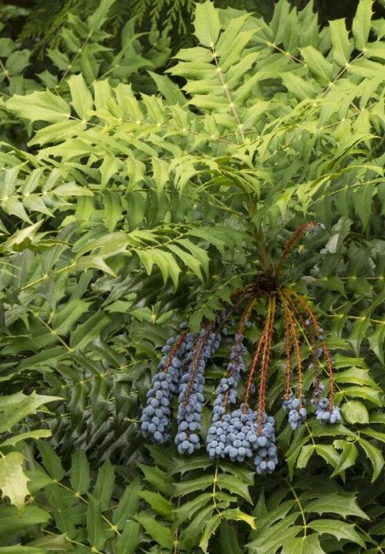 Mahonia Charity 2 gal