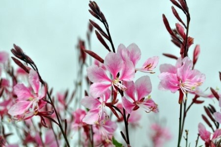 Gaura Bantam Pink 1 gal