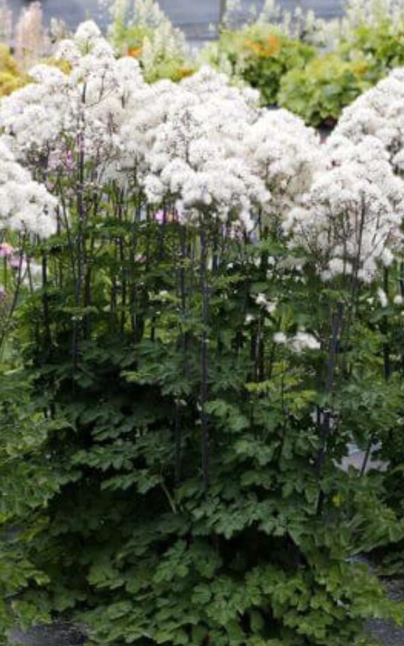 Thalictrum Nimbus White 1 gal
