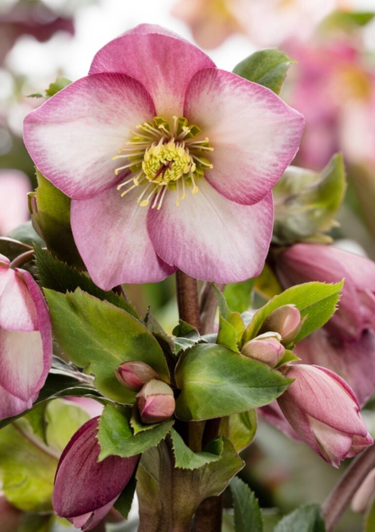 Hellebore Ice Rose  Early Rose1 gal