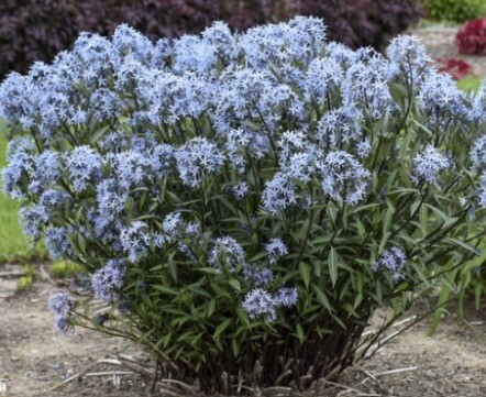 Amsonia Storm Cloud 1 gal