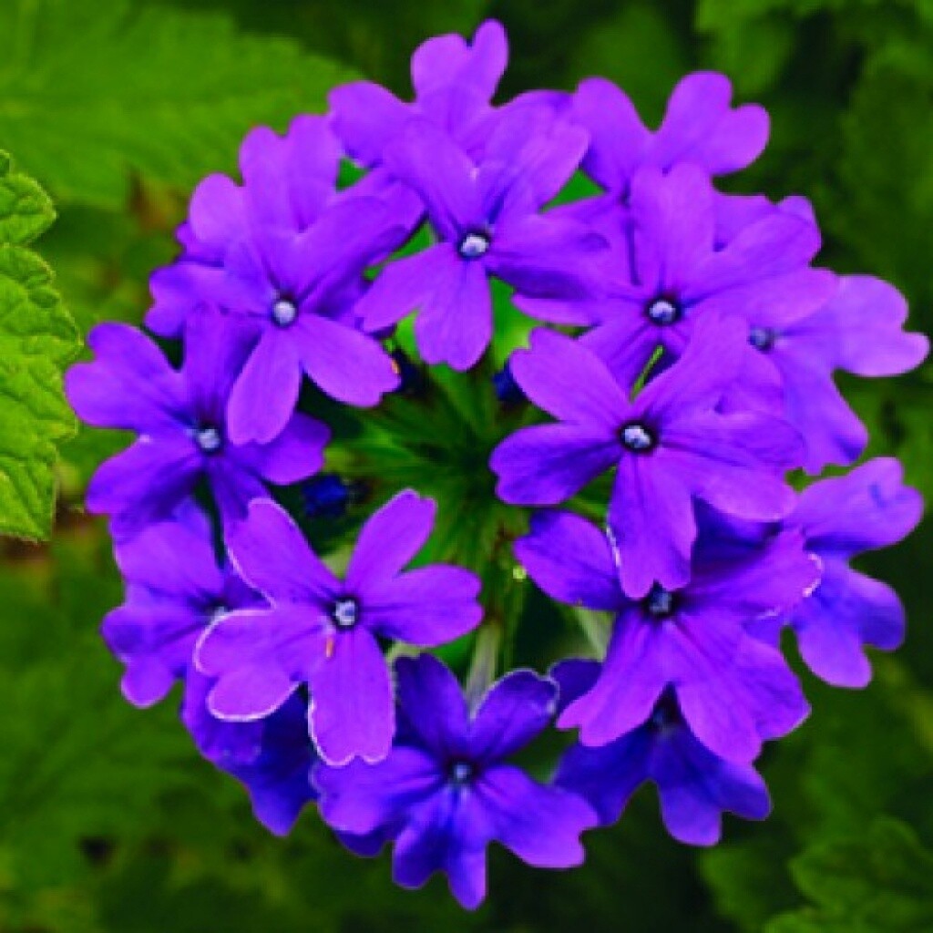 Verbena Homestead Purple 4&quot;