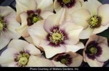 Hellebore Sandy Shores 1 gal
