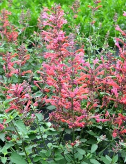 Agastache Kudos Coral 1 gal