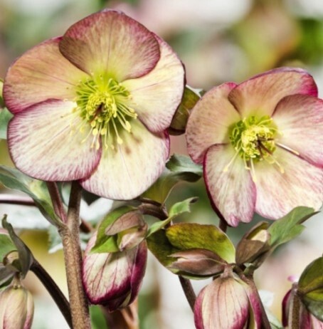 Hellebore Dark Picotee 1 gal