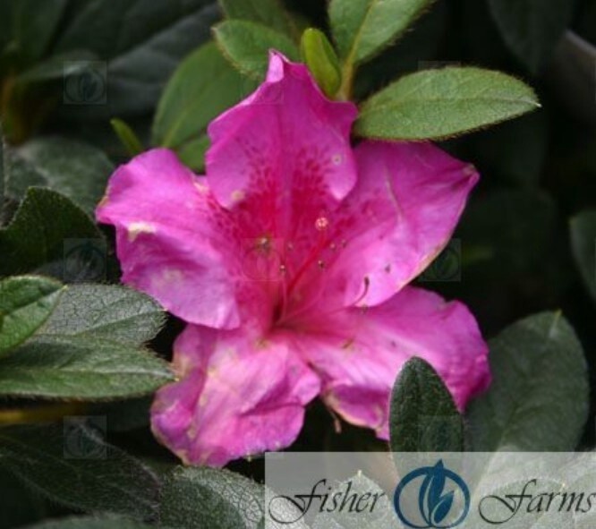 Azalea Encore Autumn Royalty #1