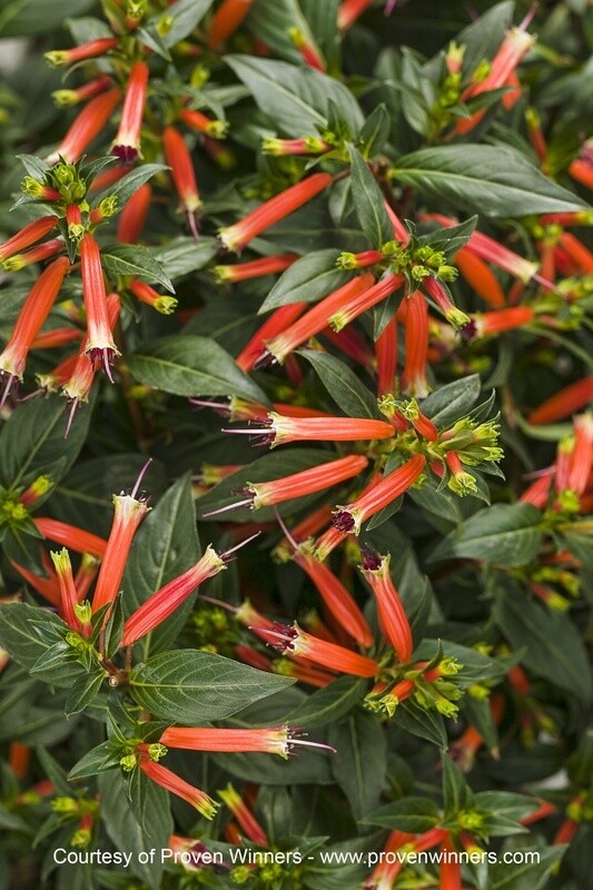 Vermillionare Firecracker plant QT