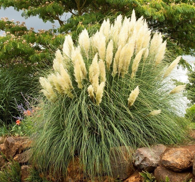 Dwf Pampas Grass Ivory Feathers  5 gal
