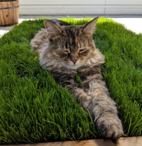 Cat Grass 4 "