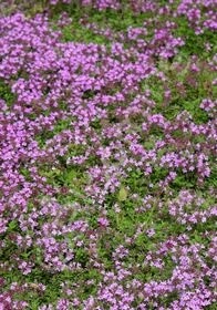 Thyme Red 4&quot;