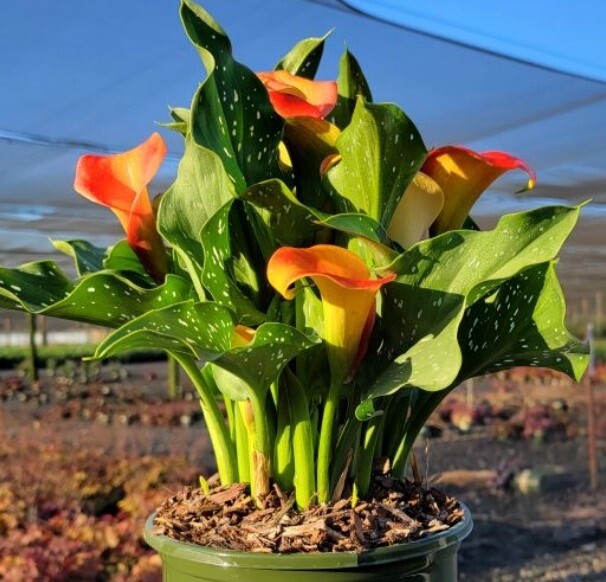 Calla Brunello Orange 1 gal