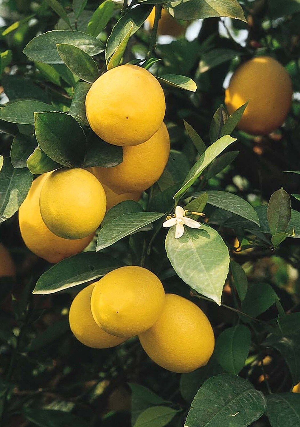 Citrus Meyer Lemon 2 gal