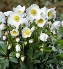 Hellebore Diva 1 gal