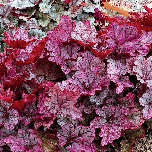 Heuchera Spellbound 1 gal