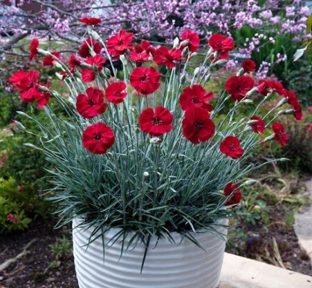 Dianthus Cherry Pie 1 gal