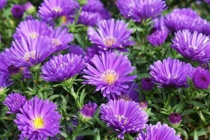 Aster Magic Purple Qt
