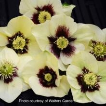 Hellebore Spanish Flare 1 gal