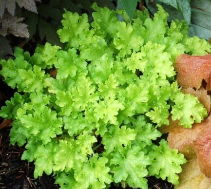 Heuchera lime Marmalade QT