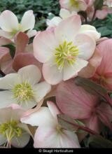Hellebore Mahogany Snow 1 gal