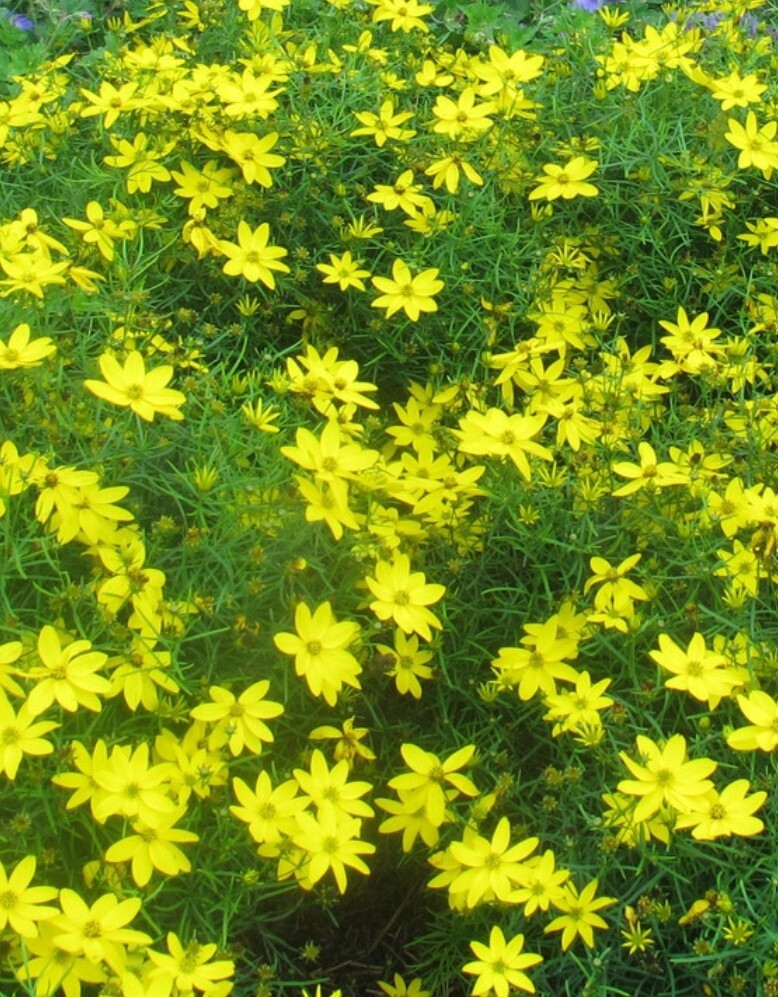 Coreopsis Zagreb 1 gal