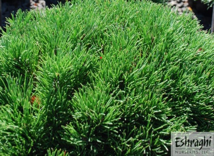 Pine Mugo Pumilio 1 gal