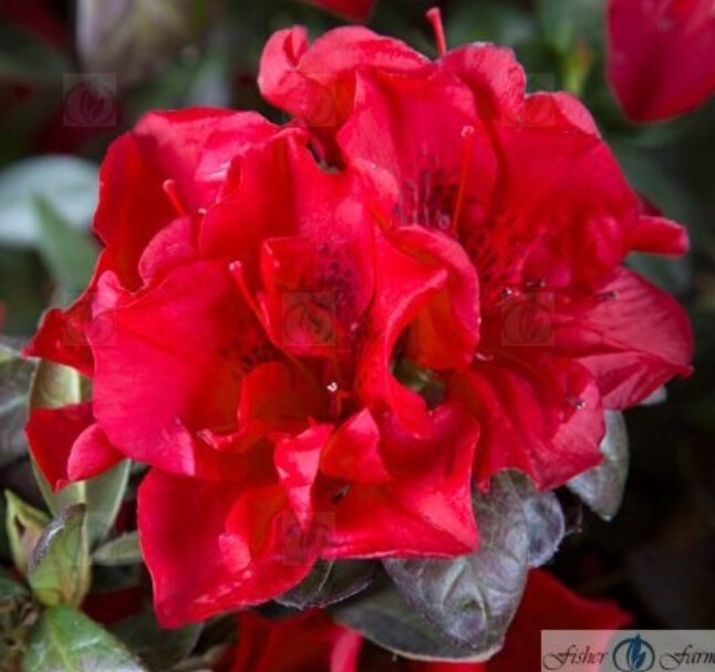 Azalea Encore Autumn Fire 1 gal