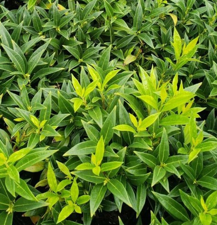 Sarcococca  himalyan sweet box 1 gal