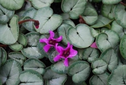 Cyclamen Silver Form QT